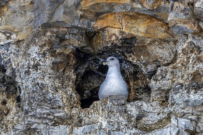 Nesting northern fulmar, Arctic fulmar (Fulmarus glacialis glacialis) on nest in hole of sea cliff at Svalbard, Spitsbergen, Norway in spring