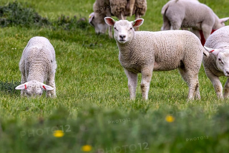Sheep and lambs graze in a meadow. Landscape of the Swabian Jura. Gomadingen, Baden-Württemberg, Germany