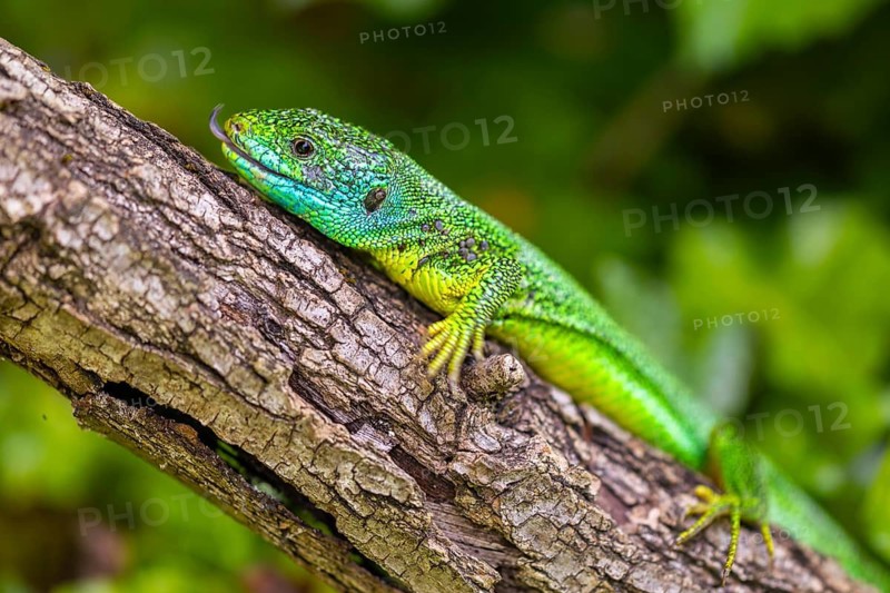 Western green lizard (Lacerta bilineata) sunbathing on a branch, scaly crawlers (Squamata), male, spring, Oberbergen, Kaiserstuhl, Baden-Württemberg, Germany