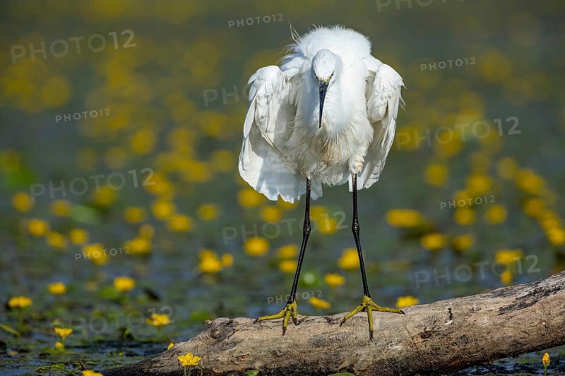 Little Egret (Egretta garzetta) in the midst of flowering echidnas Hungary