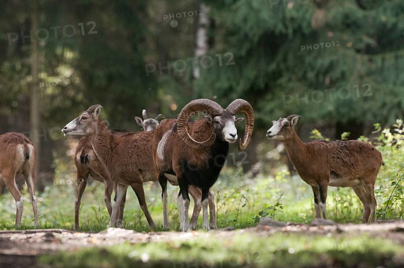 Artiodactyla, even-toed ungulate, mouflon, mouflon, mouflon, ovis gmelini musimon, cloven-hoofed, mammals, sheep, mammals, rams, game