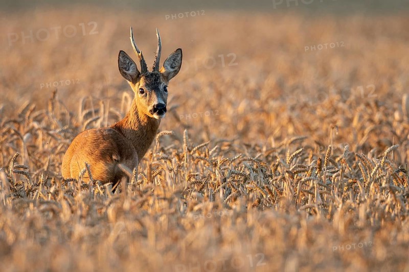 A roe deer (Capreolus capreolus) in a cereal field during the rutting season, Vechta, Lower Saxony, Germany