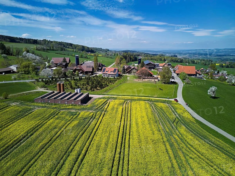 Blooming rapeseed field, back the village with farms, Geltwil, Freiamt, Canton of Aargau, Switzerland