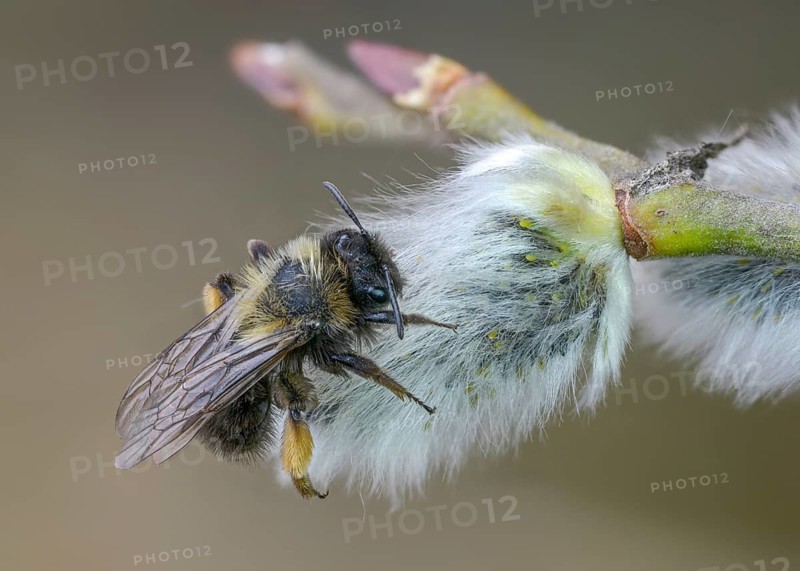 Andrena vaga, andrenidae, floodplain bee, grey-backed mining bee, hymenoptera, sand bee, willow sand bee, female, insects, insects, female