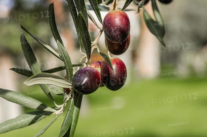 Olive branch with ripe olives hanging over a green lawn. The background features blurred greenery and a serene outdoor setting