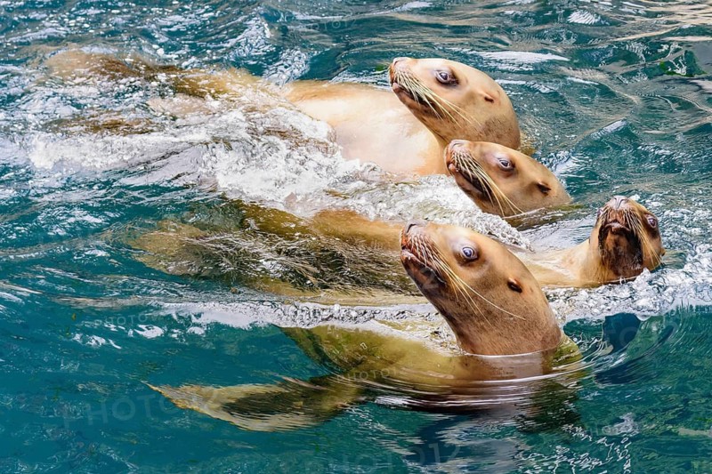 California sea lions, (Zalophus californianus), Salish Sea, British Columbia, Canada, Pacific