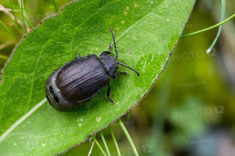 Leaf beetle, chrysomelidae, galeruca tanaceti, tansy leaf beetle, beetle, coleoptera, insects, beetles