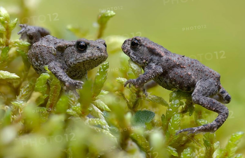 Bufo bufo, common toad, toad, amphibians, amphibians, young animal, juvenile, toad migration, amphibians
