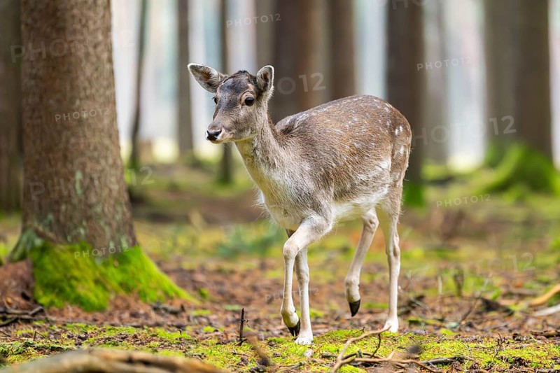 European fallow deer (Dama dama) doe in a forest in autumn, Bavaria, Germany