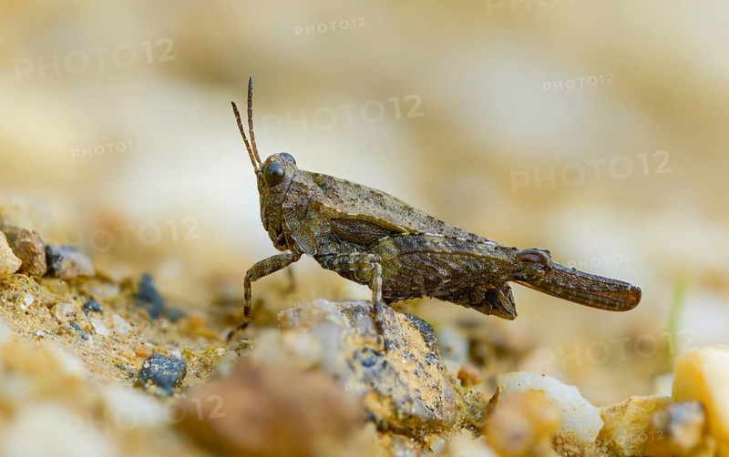 Cepero's groundhopper, sand groundhopper, tetrix ceperoi, western spinhopper, grasshopper, grasshopper, grasshopper, grasshoppers, insects
