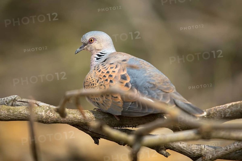 Streptopelia turtur, lovebird, turtle dove, birds, columbidae, doves, birds