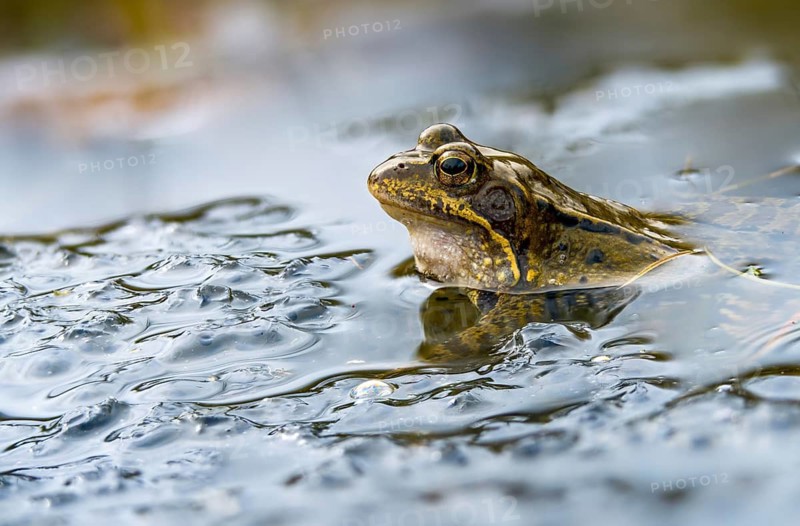 Common frog, common frog, rana temporaria, amphibians, amphibians, courtship, frog, frogs, spawn, amphibians
