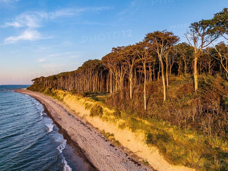 Ghost forest at the golden hour, Nienhagen, Germany