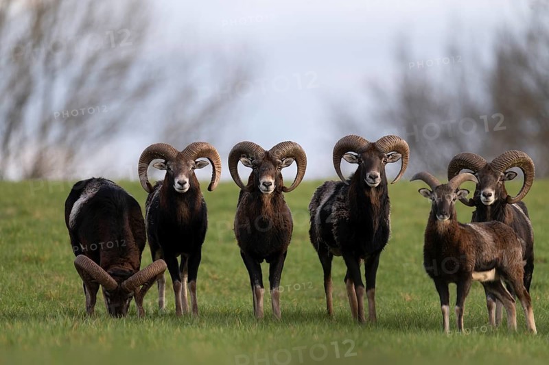 Mouflon (Ovis gmelini), Bitburg, Rhineland-Palatinate, Germany