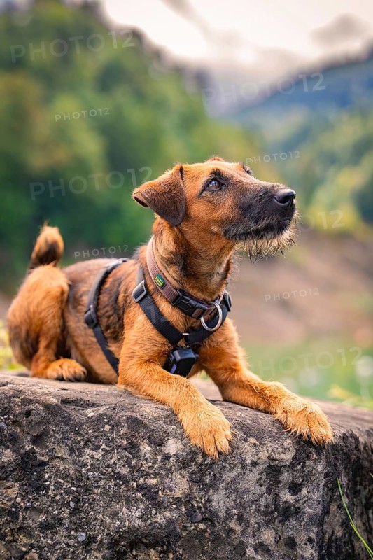 A dog with brown fur lies attentively on a rock in a mountain landscape, Krumbach, Vorarlberg, Austria