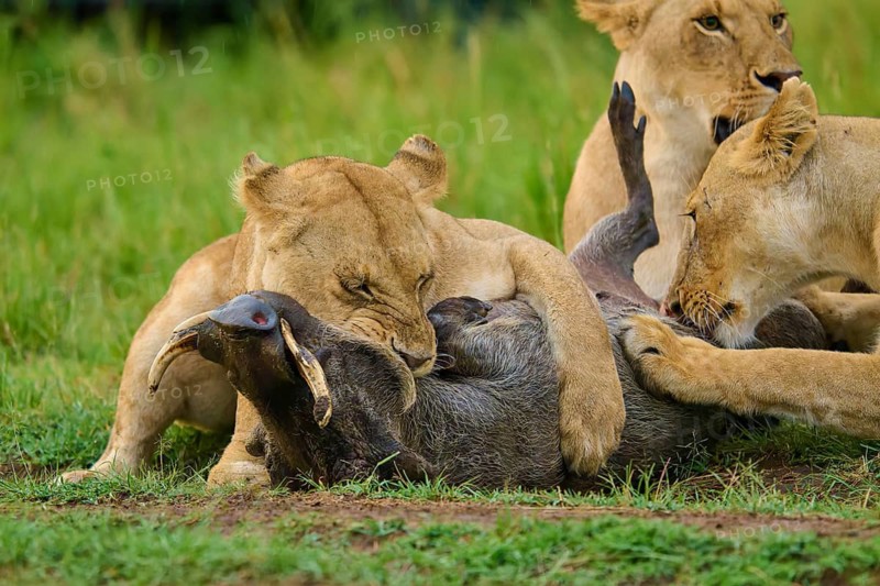 Several lions subdue their prey on the savannah as they work together in the wild: warthog (Phacochoerus africanus), lion (Panthera leo), Masai Mara National Reserve, Narok County, Kenya