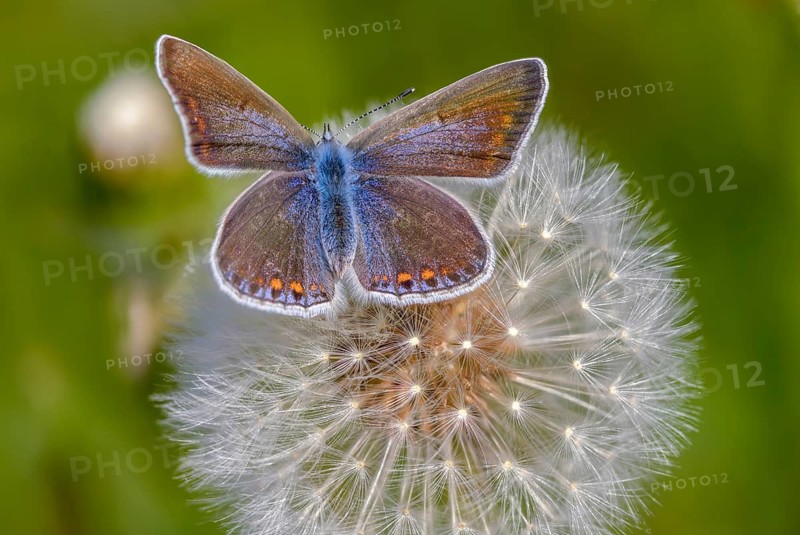Common blue, common blue, crested blue, polyommatus icarus, blue, butterfly, insects, butterflies, butterflies, butterflies