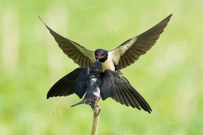 Barn Swallow (Hirundo rustica) feeding a young bird, in an elegant flight pose, against a blurred green background, Hesse, Germany