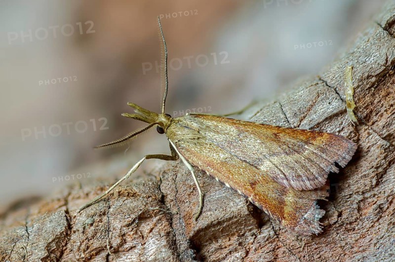Olive-brown moth, pyrausta cespitalis, pyrausta despictata, moth, insects, moths, moths, butterflies, straw-barred pearl