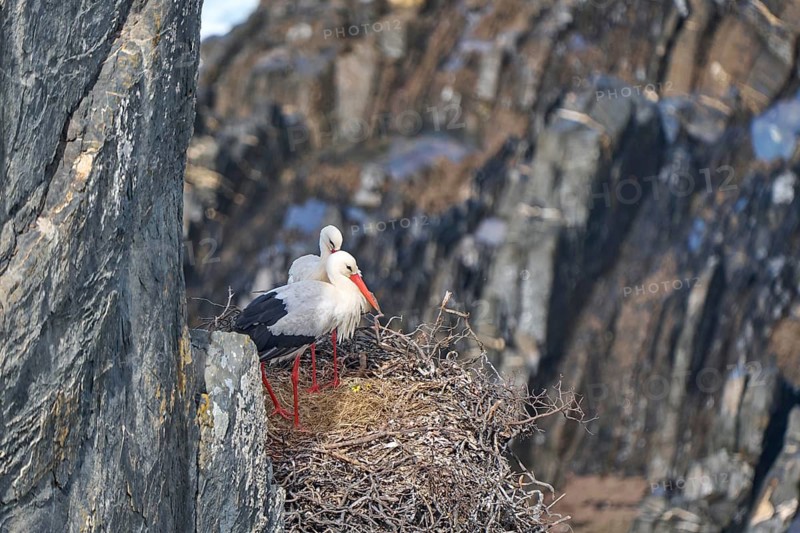 White storks, ciconia ciconia, nesting in a storks colony in the rocky cliffs of Cabo Raso at the western atlantic coast of Portugal