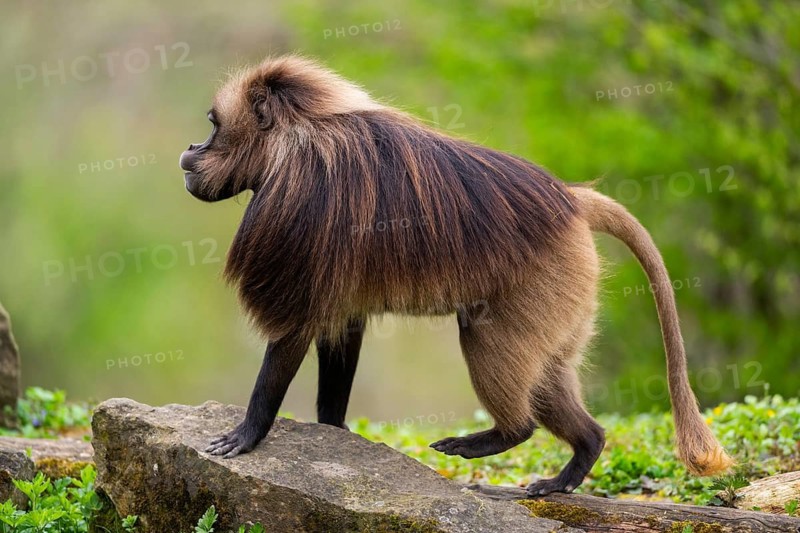 Gelada (Theropithecus gelada) male walking over a meadow, captive, distribution africa