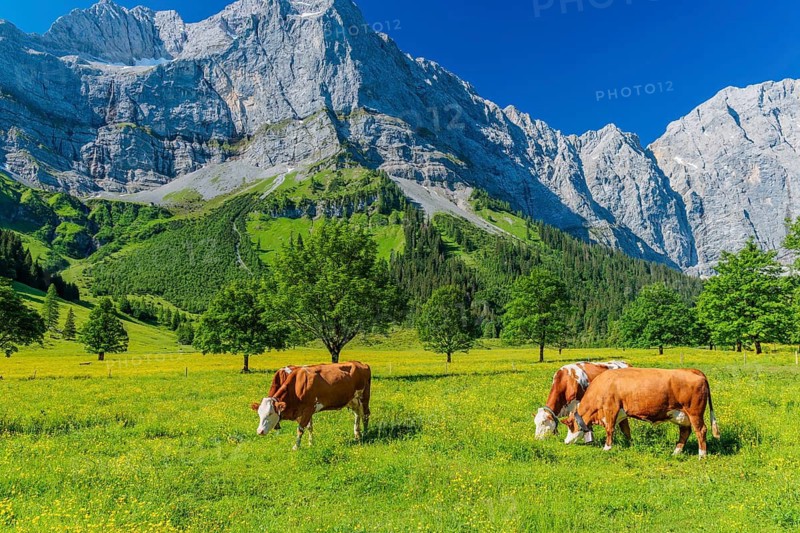 Cows graze in the sunshine under a blue sky among sycamore maples (Acer pseudoplatanus) in the Grosser Ahornboden Nature Reserve. Karwendel, Tyrol, Austria