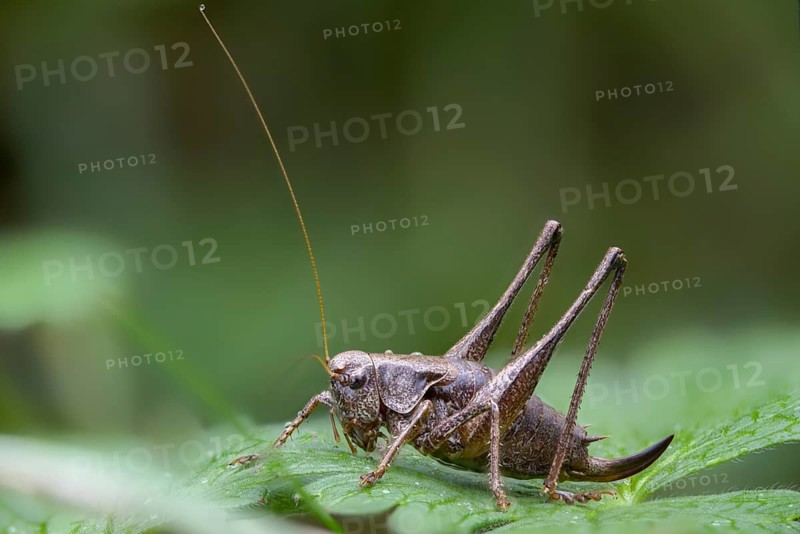 Common shrub scare, common shrub scare, grasshoppers, deciduous locusts, Pholidoptera griseoaptera, shrub scare, dark bush cricket, ensifera, grasshoppers, grasshoppers, insects, long-feeler scare