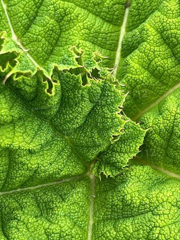 Mammoth leaf or giant rhubarb (Gunnera manicata), close-up, leaf texture, Botanical Garden, Bavaria, Germany