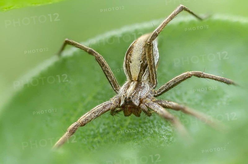 Araneomorphae, bridal gift spider, nursery web spider, pisaura mirabilis, arachnids, arthropods, arthropods, hunting spiders, spiders, spiders