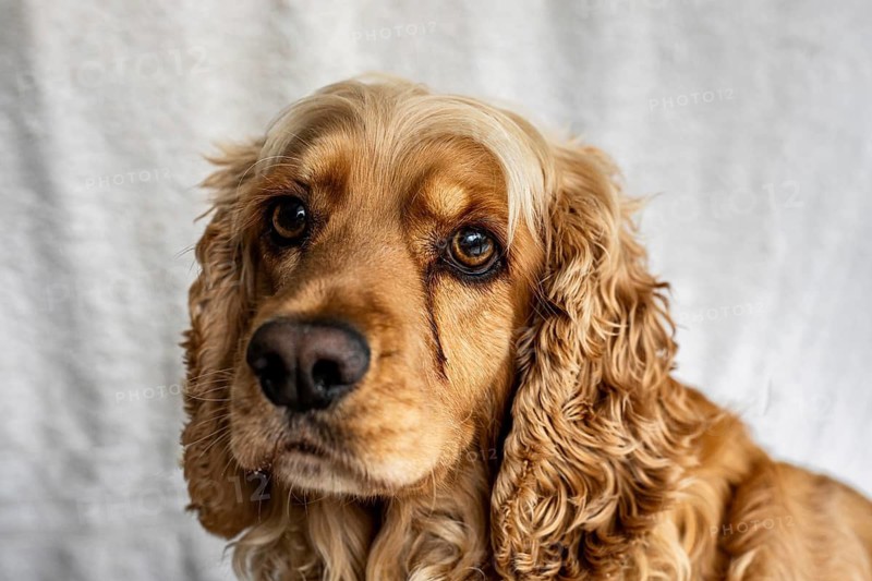 Detailed close up portrait of a purebred cocker spaniel showing tear staining and epiphora. Visible dark tear tracks under the eyes . Veterinary ophthalmology and canine eye health concept