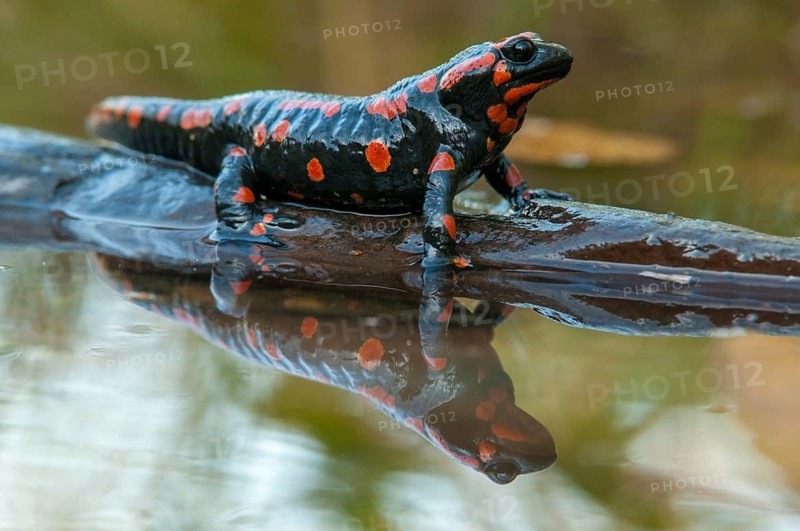Fire salamander, salamandra salamandra, amphibians, amphibians, caudata, amphibians, amphibians, mirror, red, tail amphibians, mirror image