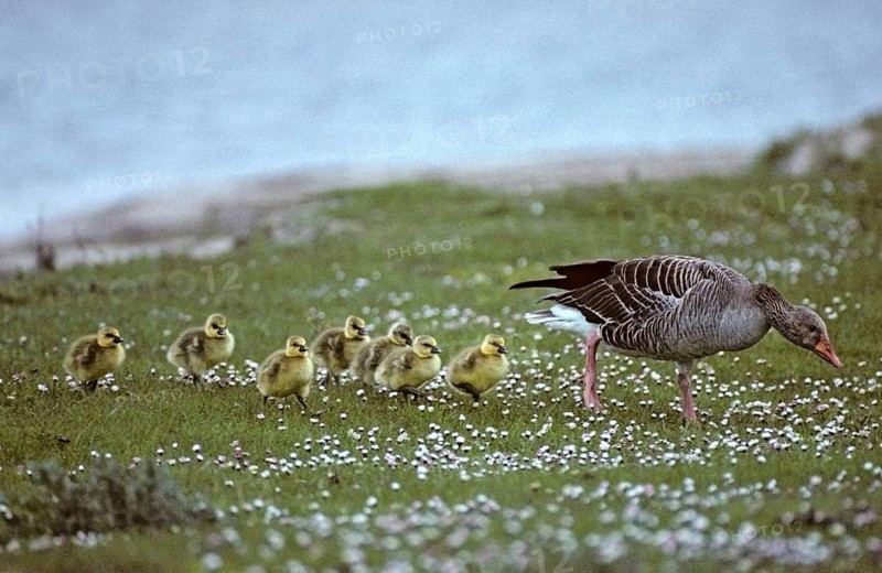 Anser Anser, Dune Boy, Greylag or Graylag Goose, Grelag Goose, Chicks, Anatidae, Birds, Duckbirds, Goose, Geese, Gössel, Leo, Pullus, Birds, Waterbirds