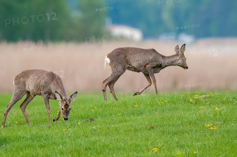 Artiodactyla, Capreolus capreolus, even-toed ungulate, cloven-hoofed, roe deer, mammals, mammals