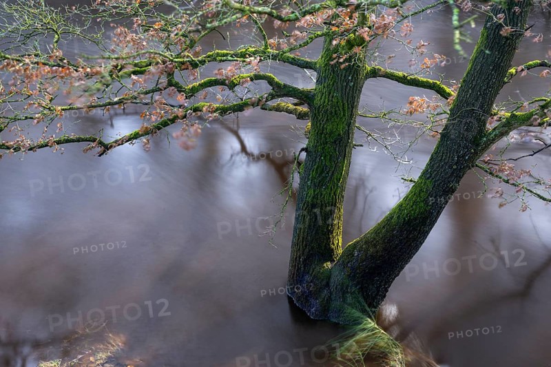 Floods on the Hunte in Barneführer Holz, Hatten, Lower Saxony, Germany