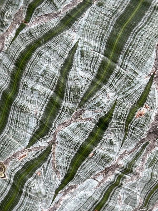 Pattern of the bark of the Pseudooimbax ellipticum, detail, tropical tree, native to Central America, Botanical Garden, Munich, Bavaria, Germany