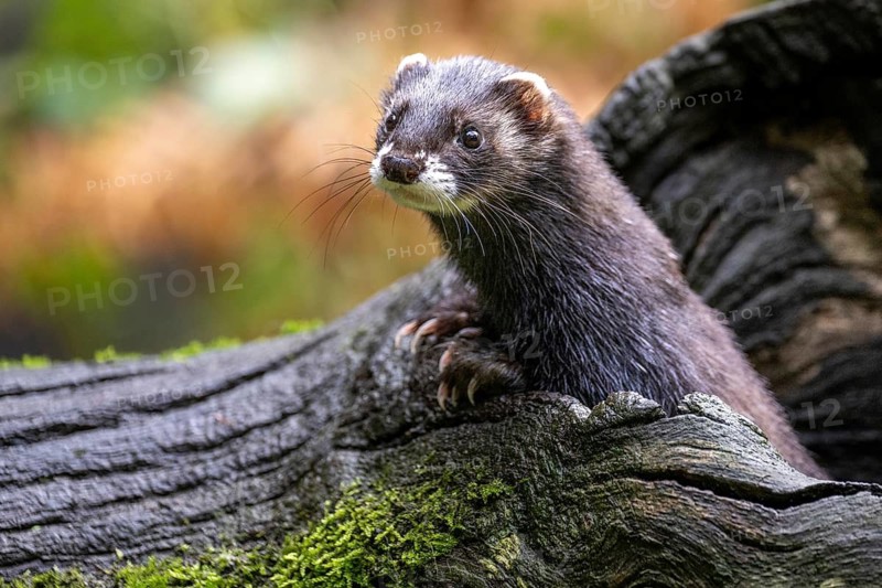 Polecat (Mustela putorius), Lüneburg Heath, Lower Saxony, Germany