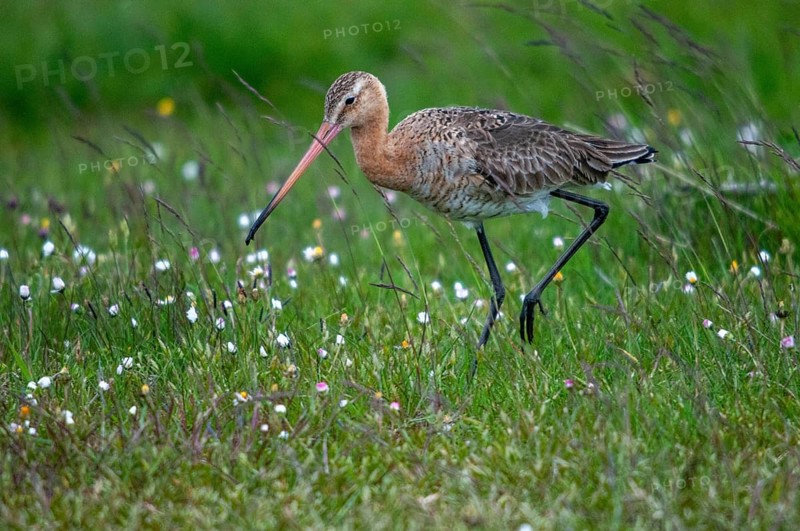 Black-tailed godwit, limosa limosa, Sweden, shore-tailed godwit, birds, charadriiformes, limikolen, snipe birds, scolopacidae, Sweden, birds, waders, waterbirds, waders, Öland