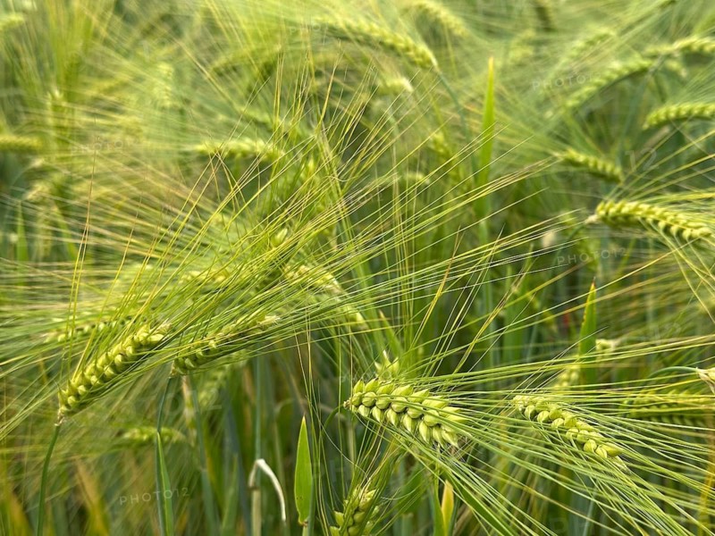Barley awns (Hordeum), barley field, Lower Saxony, Germany