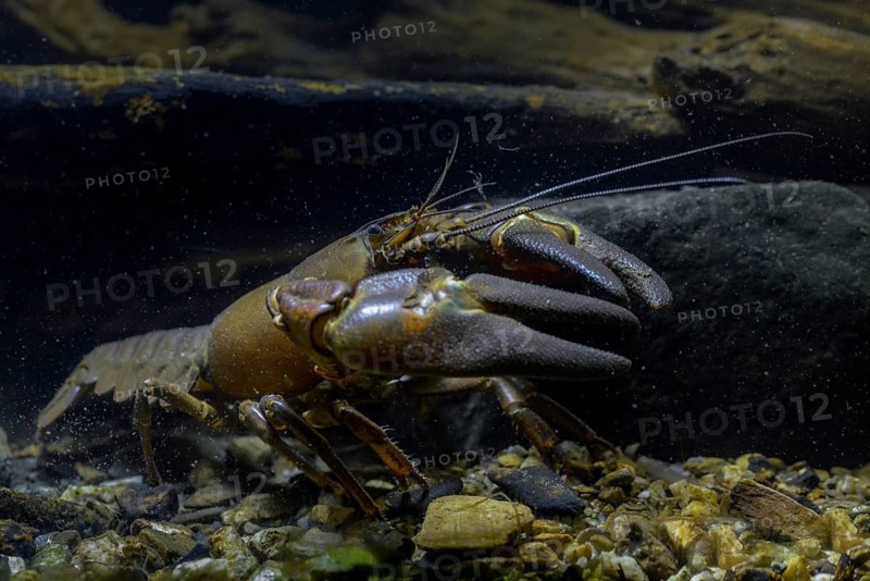 American crayfish, astacoid, astacus leniusculus, crayfish, Californian crayfish, pacifastacus leniusculus, signal crayfish