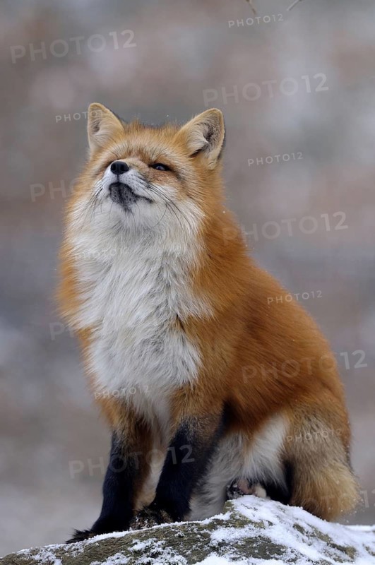 Red fox, animal, animals, beast of prey, beasts of prey, camera view, eye contact, canids, carnivores, carnivores, carnivores, an animal, individual animal, single animal, eye contact, mythical animal, fauna, fauna of Germany, fauna of Germany, frontal, frontal view, fox, foxes, furred game, game animals, ground game, head and portrait, head and shoulders portraits, head shot, head shots, headshots, portrait format, dog-type, season, seasons, head and shoulder portrait, head and shoulder portraits, looking at camera, looking toward camera, mammal, mammals, one animal, portrait, portrait photography, portrait photo, portrait photos, portraits, portrait, portrait photography, portrait photography, portrait photo, portrait photos, portraits, predator, predators, predators, predators, predators, predators, predators, predators, red foxes, mammal, mammals, snow, season, seasons, single animal, single animals, snow, animal, animals, vertical format, from the front, front