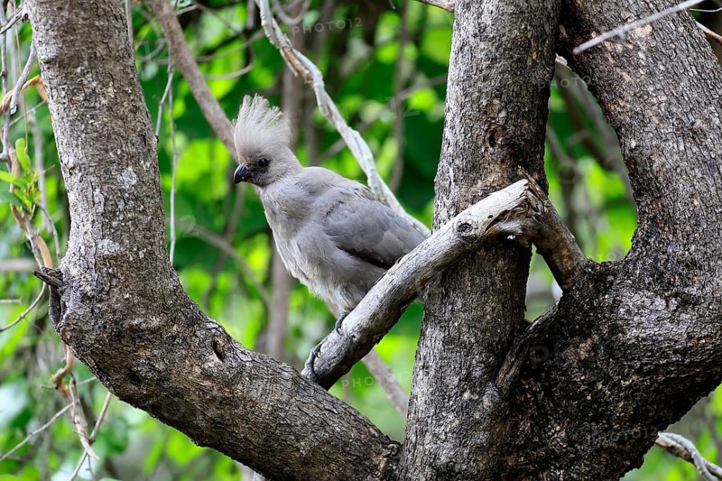 Grey Go-away-bird (Crinifer concolor), adult, perched on a tree, alert, Kruger National Park, South Africa
