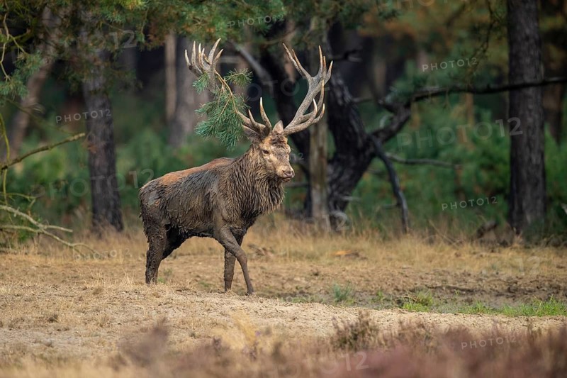 Red deer (Cervus elaphus), Hoenderloo, Gelderland, Netherlands