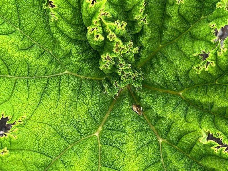 Mammoth leaf or giant rhubarb (Gunnera manicata), close-up, leaf texture, Botanical Garden, Bavaria, Germany