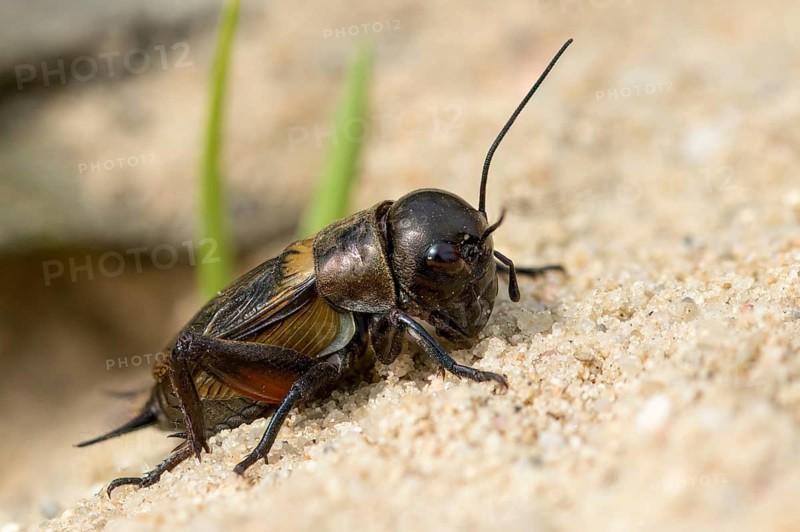 Field cricket, Gryllus campestris, ensifera, field cricket, crickets, insects, insects, long-feeler scare