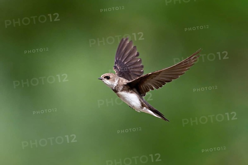 Sand martin (Riparia riparia), in flight, Reussegg nature reserve, Canton Aargau, Switzerland