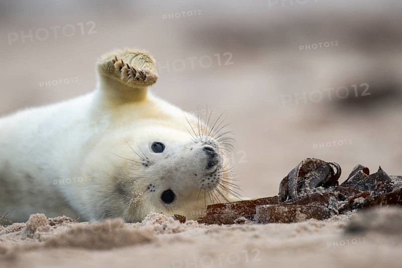 Young grey seal (Halichoerus grypus) on the beach, Nordesee, Heligoland, Schleswig-Holstein, Germany