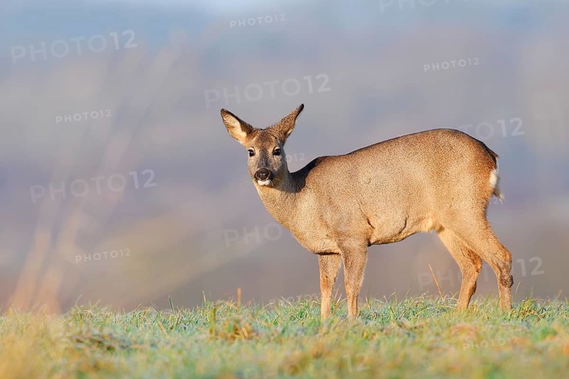 European roe deer (Capreolus capreolus), doe standing in a meadow, Lower Saxony, Germany
