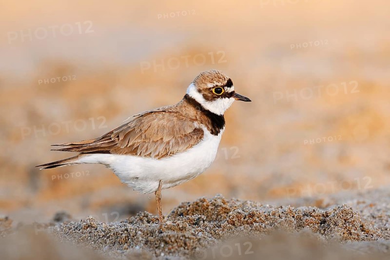 Little Ringed Plover (Charadrius dubius, Thinornis dubius), North Rhine-Westphalia, Germany