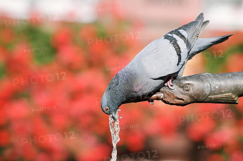 A rock pigeon (Columba livia f. domestica) drinks from a gargoyle, fountain, Ribeauville, Haut-Rhin, Alsace, Grand Est, France