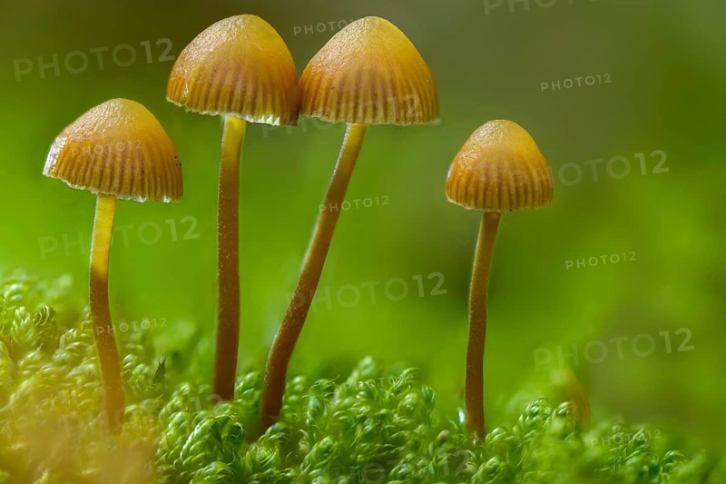 Galerina vittiformis, large spored moss house, hairy leg bell, häubling, variable moss häubling, fungi, fungus, mushrooms
